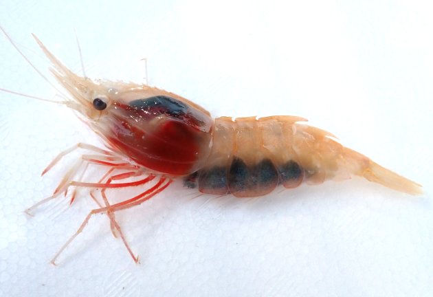体長10cmほどになる。頭が大きく、胴が短い。胴の部分の殻が蓑をかぶったように見える。身体にははっきりした紋がない。