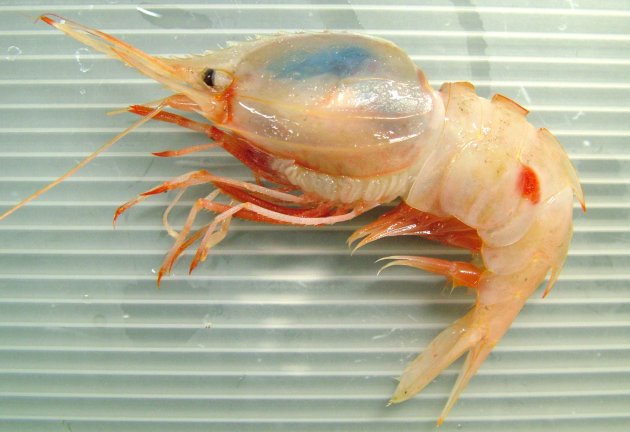 アカモンミノエビの形態写真