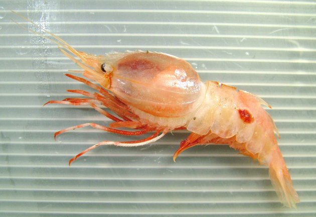 体長10cm前後になる。頭が大きく、胴が短い。胴の部分の殻が蓑をかぶったように見える。身体にははっきりした赤い紋がある。