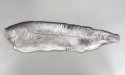 ミナミカゴカマスのサムネイル写真