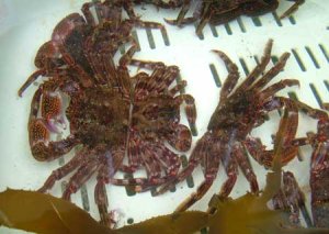 魚屋で売られているショウジンガニ