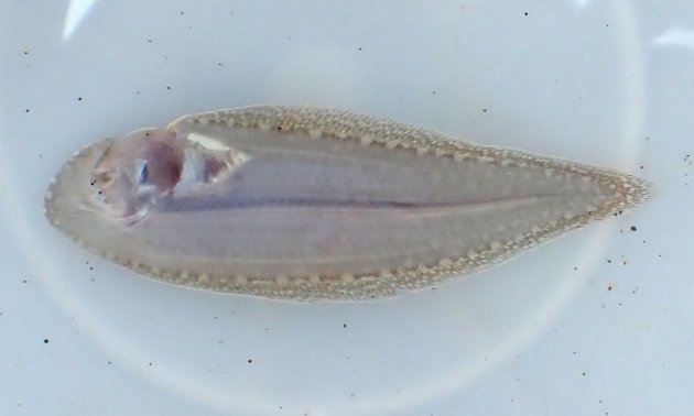 35cm SL 前後になる。目は左にある。青灰色で無眼側の背鰭・腹鰭は黒い。側線は３本。唇にヒゲ（触髯／しょくしゅ）がある。胸鰭は12mm前後まではあるが成長するとなくなる。［70mm TL］