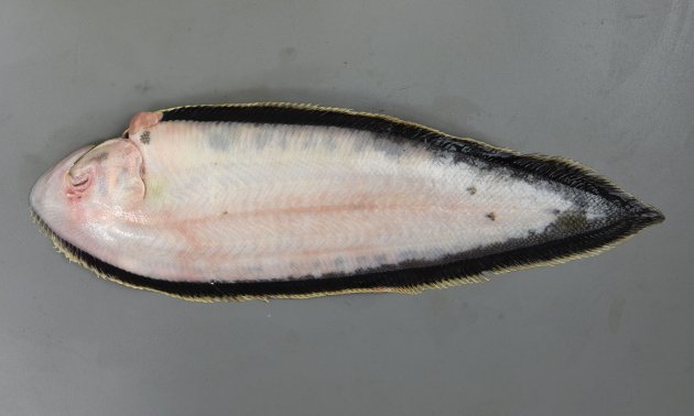 35cm SL 前後になる。目は左にある。青灰色で無眼側の背鰭・腹鰭は黒い。側線は３本。唇にヒゲ（触髯／しょくしゅ）がある。胸鰭は12mm前後まではあるが成長するとなくなる。