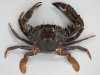 イシガニのサムネイル写真