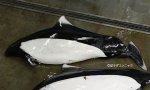 リクゼンイルカのサムネイル写真