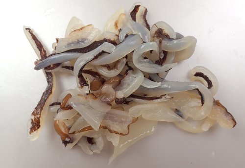 クラゲ