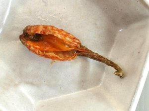 エボヤの塩ゆで