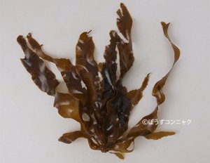ハバノリのサムネイル写真