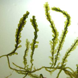フサイワヅタ | 海藻・植物 | 市場魚貝類図鑑