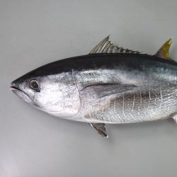 マグロ | 市場魚貝類図鑑