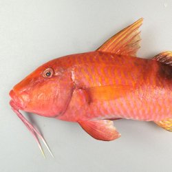 オジサン | 魚類 | 市場魚貝類図鑑