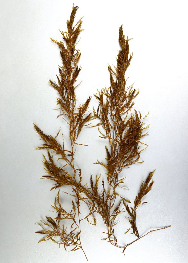 4m前後になる。付着器は円盤状で皺が寄る。付着器から1本の茎を生じ、数mに伸びる。枝は必ず葉腋（ようえき／葉のつけ根）から出る。葉は膜状で葉脈にまで達する切れ込みで羽状になる。雌雄異株で雌性生殖器床は円柱状で長さ2-3cm・直径3mm、雄性生殖器床は細長く長さ4-7cm・直径2mm。気胞は円柱状で冠葉をつけ、長さ1-1.5cm・直径2-3mmあり、短い柄をつける。
