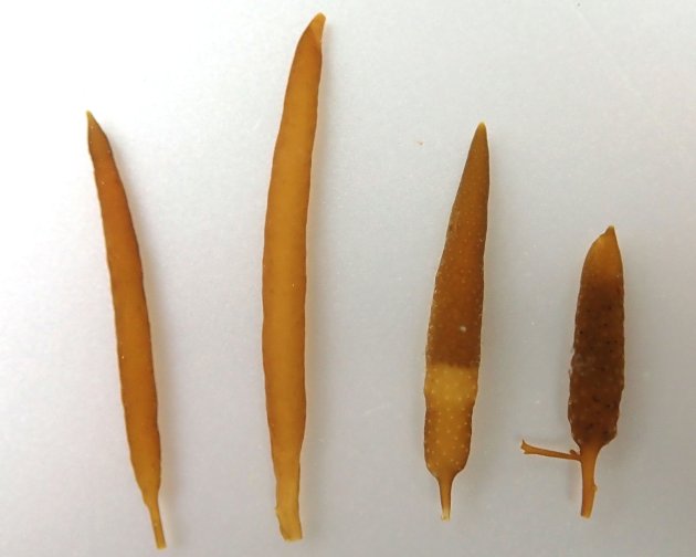 雌雄異株で雌性生殖器床は円柱状で長さ2-3cm・直径3mmでずんぐりしている。雄性生殖器床は細長く長さ4-7cm・直径2mm。雌の生殖床は成熟すると表面にニキビのような疣ができる。成熟の度合いが高くなると、この疣が大きくなる。卵もこの疣状の部分から吐き出され、後は葉や茎が硬くなり枯れ死する。［向かって左／雄株　向かって右／雌株］