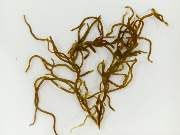 フトモズク | 海藻・植物 | 市場魚貝類図鑑