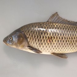 コイ | 市場魚貝類図鑑