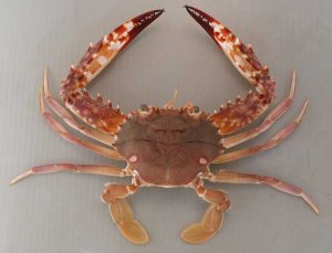 アカイシガニのサムネイル写真