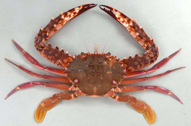 アカイシガニの形態写真