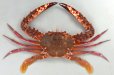 アカイシガニのサムネイル写真