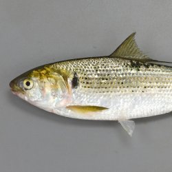 コノシロ属について＆生物一覧 | 市場魚貝類図鑑