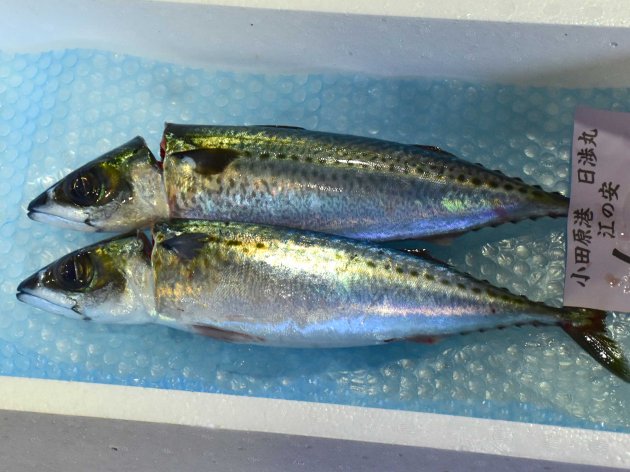小田原魚市場