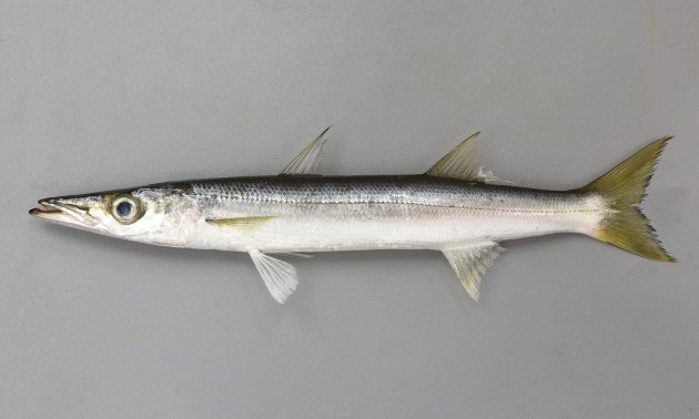 40cm SL 前後になる。体色は薄い黄土色であったり、銀色であったりして個体によっての変かがある。細長く体側に目立った斑紋はない。第1背鰭上部は微かに黒ずむがはっきりしない個体もある。腹鰭は第１背鰭よりもかなり前にある。第2背鰭起部は臀鰭起部よりも明らかに前にある。主鰓蓋骨後縁（柔らかい）は尖る。鰓耙数は２。［31cm SL・］