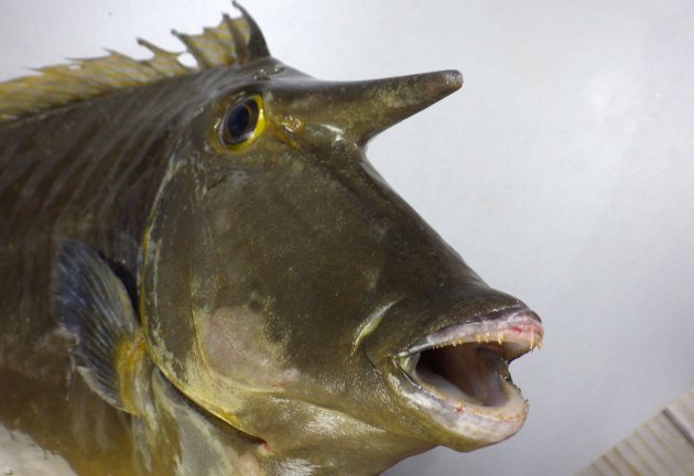 体長60cm前後になる。前頭部に角状の突起があるが、それほど長くはない（幼魚にはない）。尾柄部の板状の骨盤は入り畳んだり出来ず、動かない。尾柄部の板状の骨盤は２つで新鮮だと青い。尾鰭は湾入し、上葉・下葉の後端は糸状に伸びる（幼魚は截形で湾入も、丸く張り出しもしない）。［神奈川県小田原市江之浦沖　47cm SL ・1.574kg］