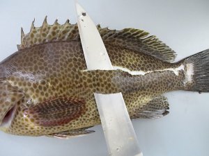 オオモンハタの鱗