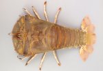 ウチワエビモドキのサムネイル写真