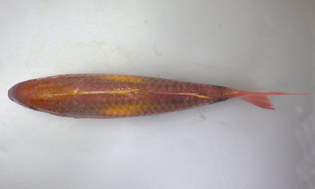 40cm SL 前後になる。紡錘形で頭部がいちばん高くだんだん後半になると細くなる。ひげはそれほど長くなく鰓蓋に納まる。背鰭は２。尾柄部に側線下まで伸びる褐色の丸い斑紋がある。［32cm SL・841g］