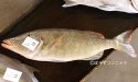 オオフエフキのサムネイル写真