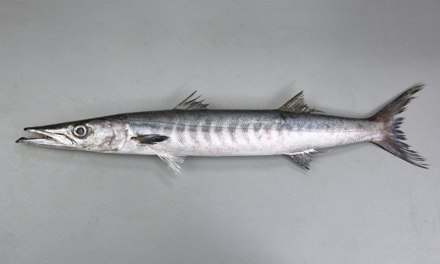 87cm SL 前後になる。背部から腹部にかけてブーメラン型の横縞が体側全域に並んでいる。第1鰓弓に鰓耙がない。黒みがかった暗色で模様がない。第２背鰭と臀鰭の最後の軟条は伸びる。［58cm SL・1.3kg］