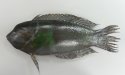 カンムリベラのサムネイル写真