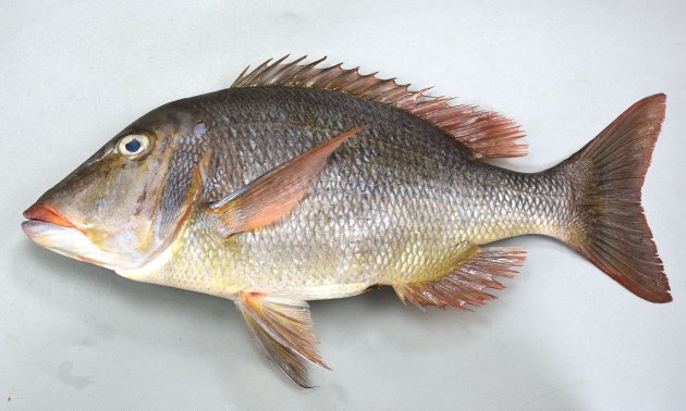 48cm　SL 前後になる。頬には鱗がない。体側に目立った暗色斑がなく尾鰭は湾入する。胸鰭基部の裏側には小さな鱗が無数にある。側線から背鰭基部までの鱗数は小さいのも含めて５。［高知県宿毛市　48cm・2.524kg］