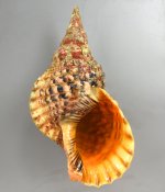 ホラガイのサムネイル写真