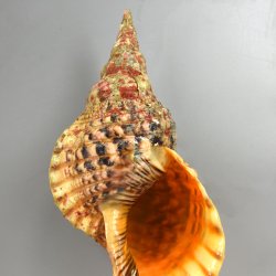 ホラガイ | 軟体 | 市場魚貝類図鑑