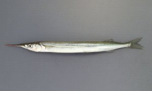 サヨリのサムネイル写真