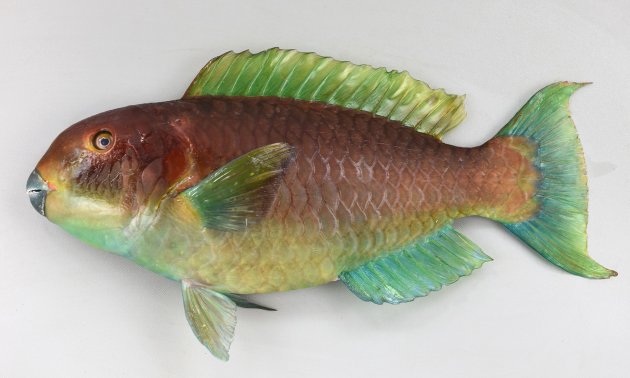 SL 70cm前後になる。細長く頭部から尾にかけて徐々に細くなる。目が小さい。幼魚期から若魚期、大型でも雌の時期で退色形態が変わる。頭部は大きくなり雄に性転換するとともに出てくる。［33cm SL 黄色みの強い個体］