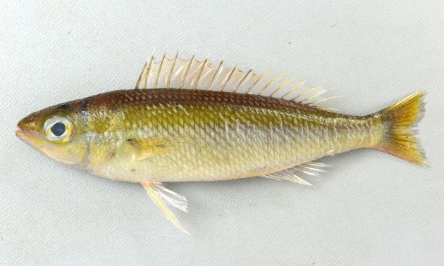 体長20cm前後になる。細長く鱗は体の割りに大きくざらつく。尾鰭上葉、下葉は伸びない。体側の中央部の縦筋文様は白いがはっきりしない個体もある。［屋久島産　13.5cmSL］