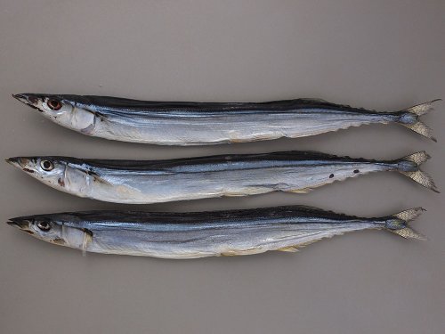 サンマの丸干し