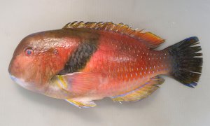 イラのサムネイル写真