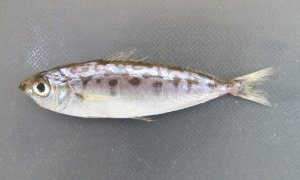 ヒメヒイラギのサムネイル写真