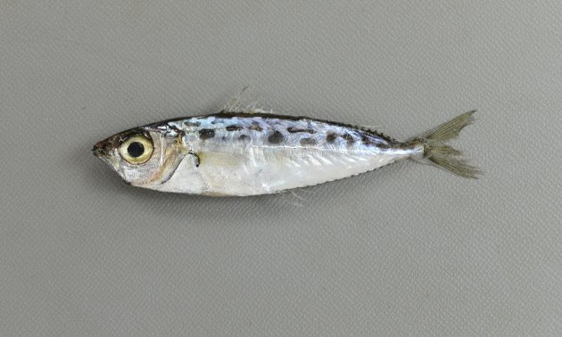 ９cm SL 前後になる。細長く銀色の体の背に比較的大きさの揃った黒い斑紋が散らばる。両顎に犬歯がない。