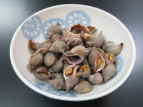 シマアラレミクリの塩ゆで