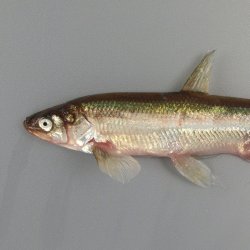 シシャモ | 魚類 | 市場魚貝類図鑑