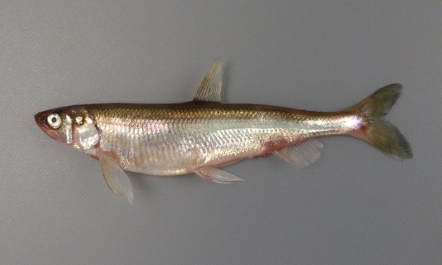 12cm SL 前後になる。側へんし、細長い。側線は前方にだけある。尻鰭の外縁は丸い。［雌］