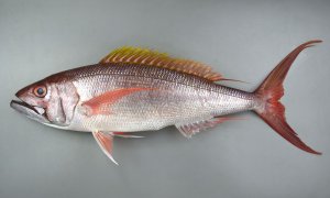 オオグチイシチビキのサムネイル写真