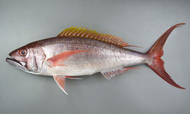 オオグチイシチビキ | 魚類 | 市場魚貝類図鑑