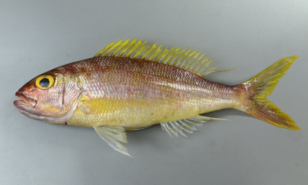 50cm SL 前後になる。紡錘形に近くてやや側へん。体側に斑紋はなく、鮮度のいい内には黄色（黄金色）をしている。吻の後部、目の前方下に斑紋がない。生時（鮮度のいいとき）、虹彩は黄金色。頭部には黄色い虫食い状の斑紋がある（ナガサキフエダイは不規則なよこ筋、バラフエダイは不規則な縦筋）。尾鰭後縁は黄色い。側線有孔鱗数は70-74。［34cm SL ・重さ0.81kg］