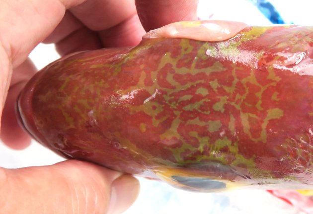 頭部には黄色い虫食い状の斑紋がある。