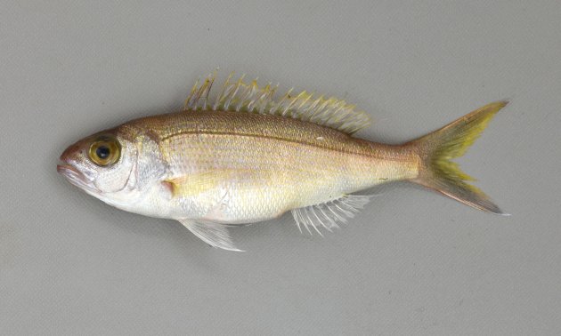 50cm SL 前後になる。紡錘形に近くてやや側へん。体側に斑紋はなく、鮮度のいい内には黄色（黄金色）をしている。吻の後部、目の前方下に斑紋がない。生時（鮮度のいいとき）、虹彩は黄金色。頭部には黄色い虫食い状の斑紋がある（ナガサキフエダイは不規則なよこ筋、バラフエダイは不規則な縦筋）。尾鰭後縁は黄色い。側線有孔鱗数は70-74。［11.5cm SL ・重さ37g］